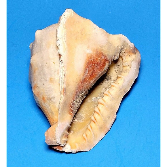 Queen Helmet Seashell Horned Gulf Conch Elaborate Opening 5.6" X 5" VGC! #D - Picture 4 of 13